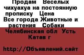 Продам.  Веселых чихуахуа на постоянную прописку › Цена ­ 8 000 - Все города Животные и растения » Собаки   . Челябинская обл.,Усть-Катав г.